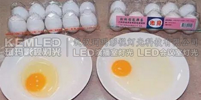 左為利用LED燈控制雞舍照明所產(chǎn)的雞蛋，蛋清黏稠、蛋黃像球般挺立